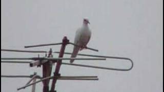 streptopelia senegalensis  white mutation [upl. by Atnas]