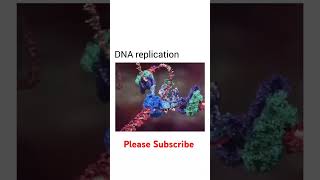 DNA Replication biology science youtubeshorts zoology [upl. by Stanislaus]