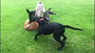 Golden Retriever attacks Kangal [upl. by Dino]