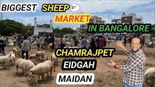 BIGGEST SHEEP MARKET  CHAMRAJPET EIDGAH MAIDAN  BAKRID 2024  Nkbro04 [upl. by Lokim]