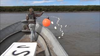 Drift Gillnetting Salmon on the Yukon River Alaska 2013 [upl. by Zea980]