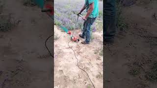 Lavender harvesting process with handheld tool [upl. by Hermann251]