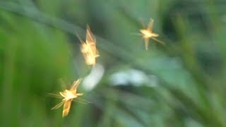 Cottingley faeries Cornish Pixies or just possibly Craneflies [upl. by Aissatsana82]