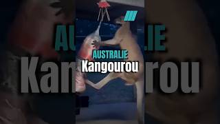 🇦🇺 La puissance du Kangourou [upl. by Gunnar]