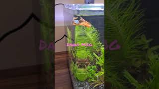 New Betta Fish amp New Tank Video [upl. by Harimas]