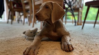 Die Weimaraner Welpen  Woche 11 Merkel allein  alles ist anders [upl. by Cleavland67]