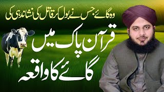 Gaaye Cow Jis Ka Zikr Quran Mein Hai  Gaaye ne qatil ki nishadahi ki  Muhammad Ajmal Raza Qadri [upl. by Eitirahc]