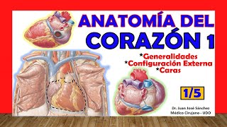 🥇 Anatomía del CORAZÓN 15  Generalidades Caras y Configuración Externa [upl. by Nylrehc460]