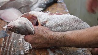 TASTY MEAGRE Fish Cleaning Skills  Amazing Courbine Fish [upl. by Mabelle182]