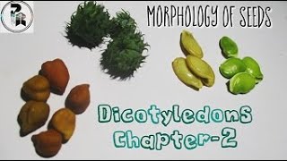 Dicot seed examples paperpenbiology [upl. by Aihsetan]