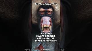 Gelada Baboon  The Scariest Herbivore gelada baboon animals nature natureexplorer shorts fyp [upl. by Sad]