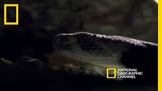 Rattlesnakes Display and Mate  National Geographic [upl. by Gerhan845]