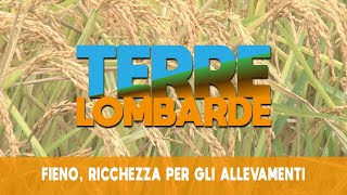 Terre Lombarde  Fieno ricchezza per gli allevamenti [upl. by Carew313]