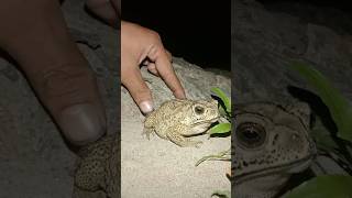 Haha catch a small funny frog funny frogs smallfrog frog [upl. by Shurlocke]