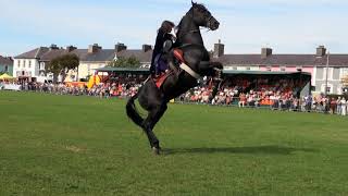 Hunt and Stunts  jumping Amazing Horse Freestyle [upl. by Aneliram]