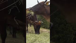 Why herbivores Animals Eat Flesh  शाकाहारी जानवर मांस क्यों खाते हैं shorts animals [upl. by Perlie]