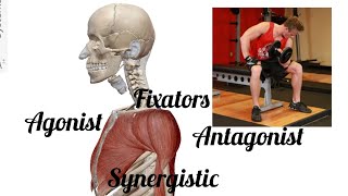 Group action of muscles  agonist antagonist synergistic amp fixators anatomy shortvideo viral [upl. by Ydolem]