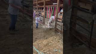 Heres some show from summer Lease horse videos coming soon [upl. by Nhepets]