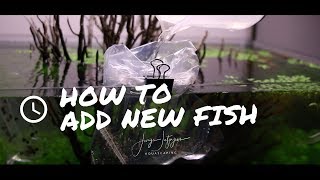 How to ADD NEW FISH to your aquarium [upl. by Julide]