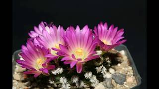 Mammillaria hernandezii [upl. by Fulks]