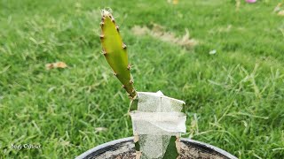 How to Grafting on Dragon Fruit Plants  dragonfruitplant pitaya [upl. by Seymour100]