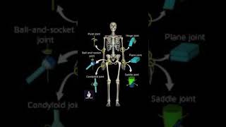 Condyloid and saddle joints [upl. by Yerhcaz]