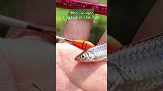 Real Tanago Tiny Fish in The Palm  Micro Fishing microfishing tanagofishing mancingtanago [upl. by Yelrebmyk]