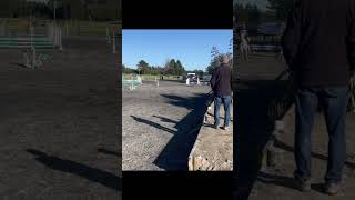 Interschools 2024Results in the pinned comments nixie equestrian ponies subscribe shorts fyp [upl. by Craggie288]