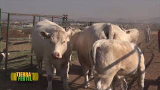 TIERRA FERTIL TV  El Ganado Charolais Mexicano 280516 [upl. by Chee151]