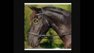 Explaining amp Understanding Bitless Bridles Hackamores Rope Halters amp Benefits For The Horse [upl. by Varrian]