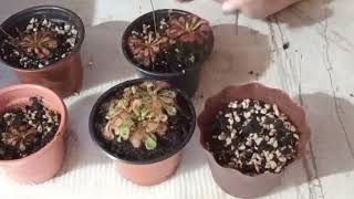 SEPARANDO HIJITOS DE LA DROSERA SPATULATA [upl. by Kcirdnekel]