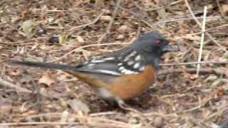 Spotted Towhee [upl. by Imuy]