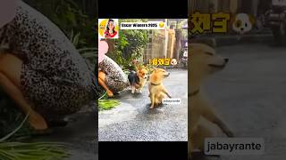 Oscar Winners 2025🏆🐶👏fyp funny pets dog cute love action foryou jabayrante [upl. by Akeimat]