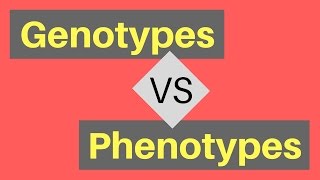 Genotype vs Phenotype  Understanding Alleles [upl. by Aehs]