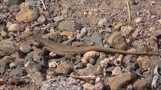 Tenerife Stone Pebble Beach Lizards [upl. by Mcwilliams594]