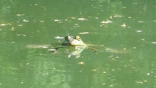 Bullfrogs in the Arizona Desert [upl. by Marquis]