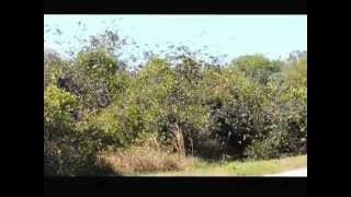 Murmuration of Tree Swallows [upl. by Oletta]