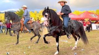 ⭐ CABALLOS BAILADORES EN LA CABALGATA SURUTATO 2022  4K P2 [upl. by Cleland]