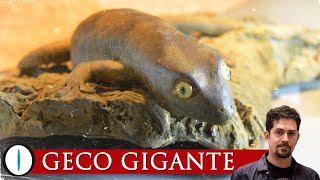 Il GECO GIGANTE tra scienza e folklore [upl. by Flem]