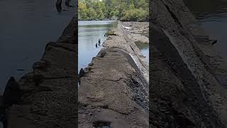 Dam Removal on the Chattahoochee River shorts blackbassfishing freshwaterfish fish fishing [upl. by Reinaldo996]