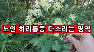 노인 허리통증 다스리는 명약 노인 척추협착증 허리디스크척추골절에 좋은 약초 [upl. by Irra]