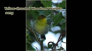 Yellow throated Woodland Warbler song [upl. by Notlew]