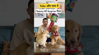 🐕Tommy को मिला Surprise  mini wood toy  woodworking art skill  hand crafts shorts pets [upl. by Asserat]