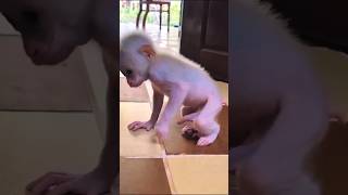 Monkey baby powerful lol 😆 Funny animalvideos funny viralvideo enjoythenatureoftheworld [upl. by Osithe]