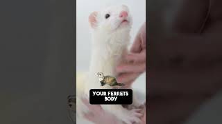 How to Bathe Ferrets Get the armpits [upl. by Marielle]