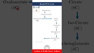 Krebs cycle or Tricarboxylic acid cycle Carbohydrate Metabolism [upl. by Kacerek198]