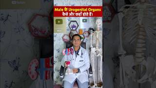 पुरूष जननांग एवं प्रजनन अंग । Male Urogenital systems viral shorts [upl. by Ydnim]