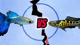 Aquarium Fish Faceoff Endler vs Guppy [upl. by Timmi86]