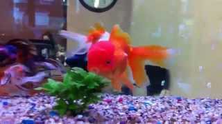 Big fat red cap Oranda goldfish [upl. by Korry]