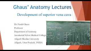 Development of Superior Vena Cava [upl. by Mcneil]